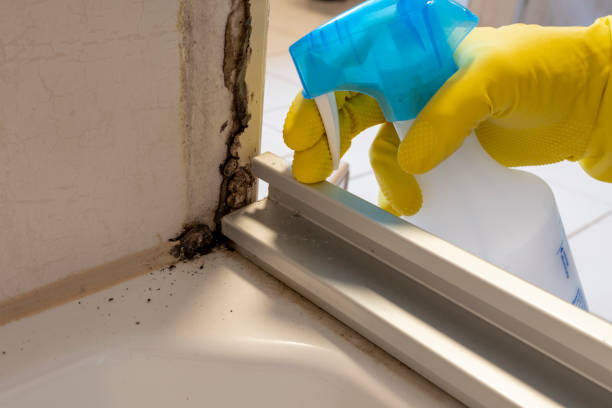 Mold Documentation for Insurance Claims in Dunnellon, FL